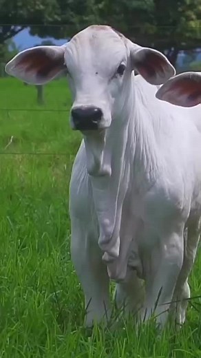 Explore White Cows with Brown Patches in Pasture