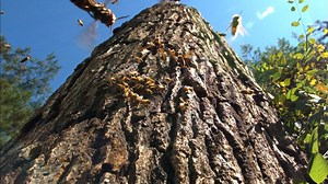 Thanks to AI, Doctor Dolittle may not be the only human talking to animals