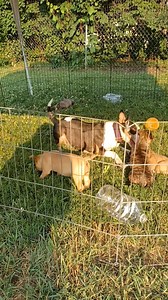 It's a nice bigger play area but still not big enough for an adult bully to get the zoomies inside lol. | Brenda Ugoretz