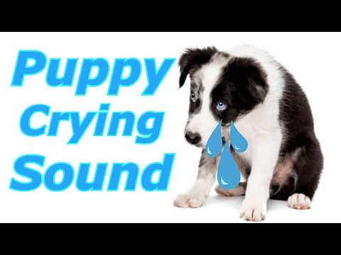 Puppy Crying Sound ~ Dog Crying Sound to Stimulate Your Dog #dogcrying,#prankyourdog #prankmydog