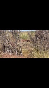 Xhosa Goat Kraal. Starting to take shape. Watch n learn🐐😍🛖🧑‍🌾 | Bakhusele Mathupha