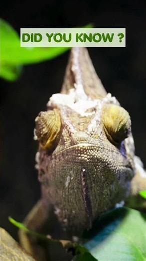 Discover the Fascinating Veiled Chameleon! ✨🦎🌿 #Shorts #reptile