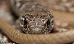 Coachwhip Snake vs Black Racer: Similarities and Differences