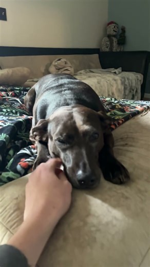 I love my pups! Do you guys think they are cute?