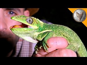 Can You Spot the Hidden Creature in This Tree?