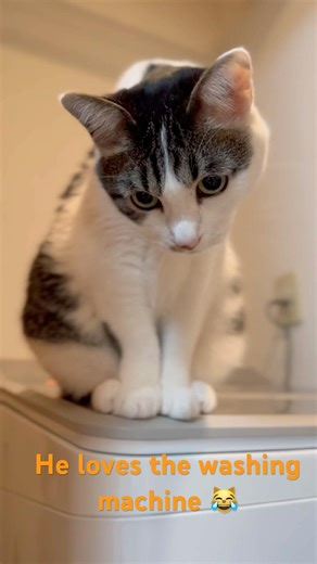 My Cat Loves Sitting on the Washing Machine 😹🐾 #shorts #cat #catshorts #cutecat #funnycat