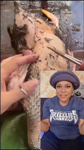 How defeather your chickens and turkeys with ease #everyone #fypシ゚viral #fypシ