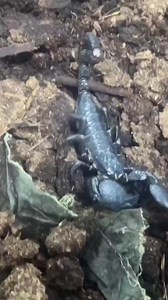 A Farm in Lagos Farm Scorpions for it's venom. And 3.4 Litres of Scorpion venom is 10million USD. #africa #Nigeria #Scorpion | Typical African