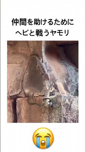 Gecko fights snake to save friend