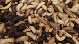 Black Soldier Fly Larvae Farming Hermetia Stock Footage Video (100% Royalty-free) 3575960679 | Shutterstock