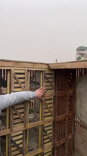 Exploring a Wooden Pigeon Coop: Interaction and Release