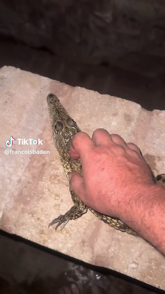 Crocodile Sounds: Unveiling Nature's Unique Noises