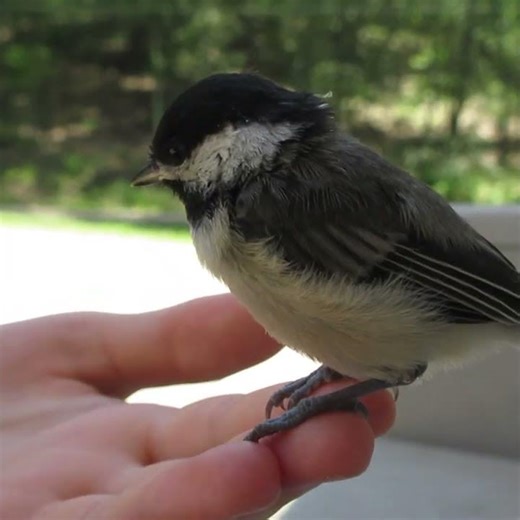 Baby Chickadee! #babybird #fledgling #cute