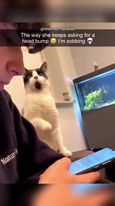 Cats are adorable | Cats Love