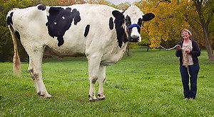 Introducing Blosom, The Tallest Cow On The Planet - Stands At 6 Feet 2 Inches Tall