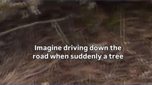 A Fairfax woman says a tree fell onto her car on Mount Vernon Memorial Highway