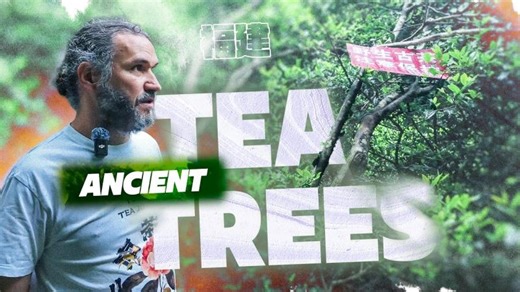 The Oldest Tea Tree of the Fujian Province | Sergey Shevelev