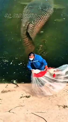 A Simple Cast Turns Into a Fight With a River Giant #amazing #fishingnet #arapaima