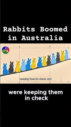Rabbit Boom in Australia – What Happened?