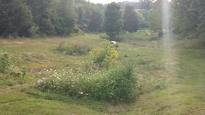 202 reactions · 43 shares | Playing around in low life | RZR Sharp Customs | Facebook