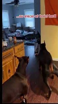 Dogs are afraid of masks . Реакция собак на маски . #DogsAndMasks #FearOfMasks #dogs #PetAnxiety