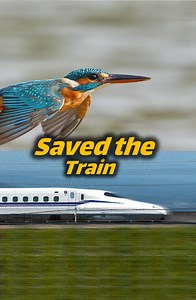 2.1M views · 10K reactions | Japan’s bullet trains had a problem: they were too loud!  Every time they exited tunnels, a sonic boom shook houses. The solution? The beak of a kingfisher!  Engineers redesigned the trains based on this bird’s shape—and made them quieter, faster, and more efficient! #Trains #Kingfisher #Biomimicry | Animal Doozy | Facebook