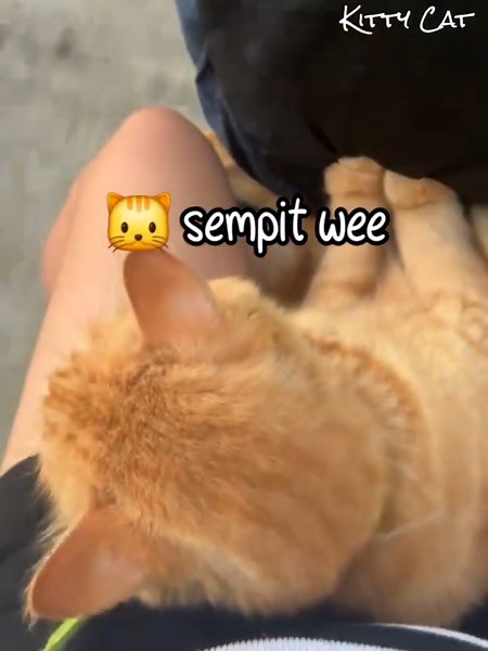 Kucing Oyen Ini Merengek Ikut Kepasar Sama Mamaknya 🐱 #kucing #kucingoyen #kucinglucu