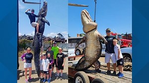 'He was a giant': Hunters catch massive 920-pound gator in Central Florida