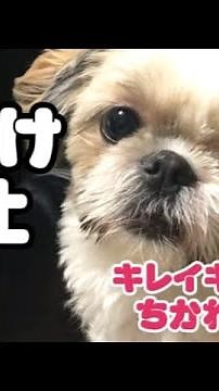 【シーズー】これが我が家のお手入れ方法1 【犬】