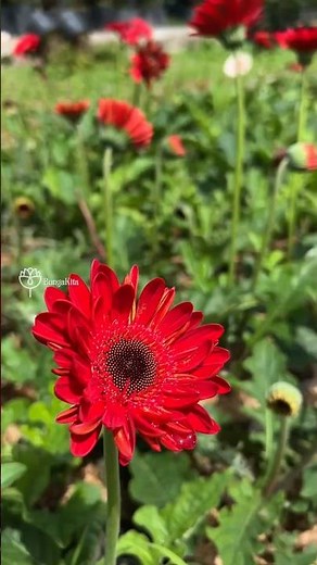 Bukan Mawar, Tapi Daya Tariknya Bikin Deg-degan! Kenalan sama Gerbera Merah!