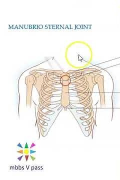 Anatomy Thorax 220 ManubrioSternal Joint Sternum Sternal angle louis viva