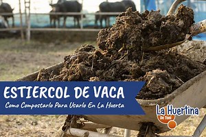 Cómo compostar Estiércol de Vaca para la Huerta