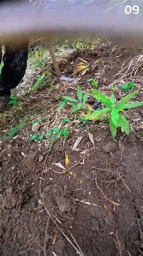 The technique of digging the soil to remove roots