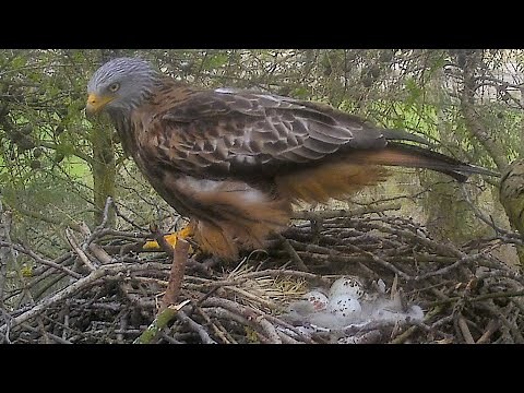 Rare Glimpse of Red Kite Laying Eggs 🥚🥚🥚 | Discover Wildlife | Robert E Fuller