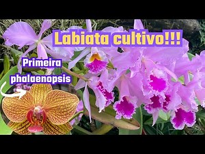 Cattleya labiata, flowering and how I grow them🍀💚