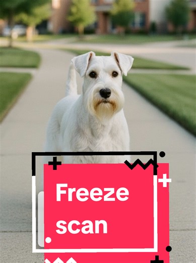 When a Miniature Schnauzer suddenly freezes mid-walk or mid-room, it’s not stubbornness or defiance. Schnauzers often pause to scan their environment, check for changes, and decide whether movement is necessary. #minischnauzer #schnauzerbehavior #dogbodylanguage #dogpsychology #smartdogs