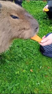 T Level Animal Management students created this video during their relationship management and communication lesson to promote the Reaseheath Mini Zoo🦅 The zoo will be open daily for the October half-term from 26th October to 3rd November. Find out more 👉 https://reaseheathzoo.co.uk/ | Reaseheath College