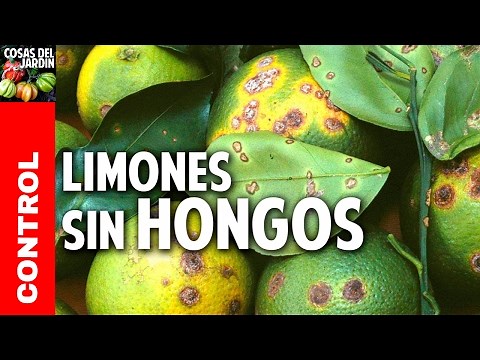 los 10 mejores consejos para acabar con los hongos del Limonero @cosasdeljardin