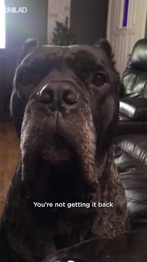 "This is what happens when you take their toys off them because they won't stop fighting over it..." 😂😂 | UNILAD