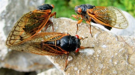 It's about time for cicadas to emerge in Oklahoma. Here's which broods to expect and when.