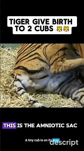 Rare Footage Tiger Mom Delivers Two Cubs in Remarkable Birth