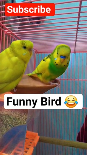 FUNNY BUDGIES 😂 #shortsfeed #birds #budgienoises #budgies #birdsong #funny