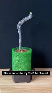 Cotinus coggygria planted on a downhill pile. #bonsai_old_pile #gardening #original #share | Nazim's Bonsai