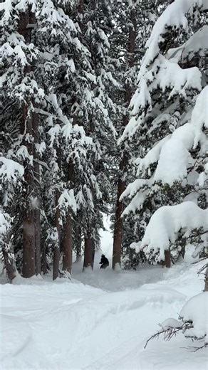 Brighton Resort on Instagram: "The trees on Snake just can’t be beat on a powder day ❄️🌲 Are you a Crest 6, Great Western, Snake Creek or Milly tree person? 📹: @flanellifestyles"