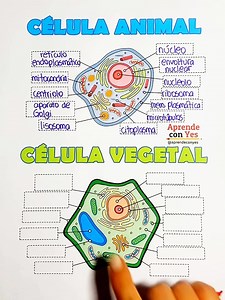 1.4M views · 14K reactions | Célula animal y vegetal | Aprende con Yes | Facebook