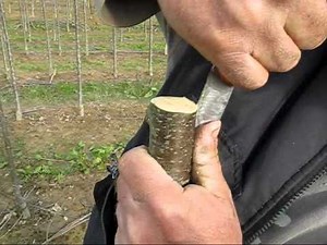 Greffe en incrustation Pépinières Ramette