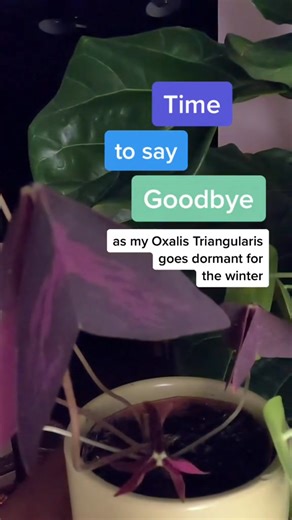 Even potted plants go dormant, doesn't mean you need to throw them out! My Oxalis Triangularis showed signs that she was going to sleep for the winter, but I knew with a little TLC she would come back strong in the spring. I love this plant for it's deep purple color and the way it dances in the light. #plants #oxalistrangularis #planttips | Free Plants Forever