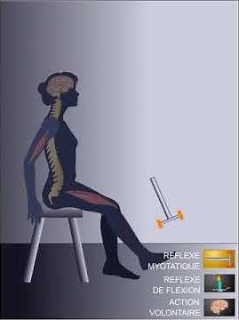 Reflexes and voluntary action