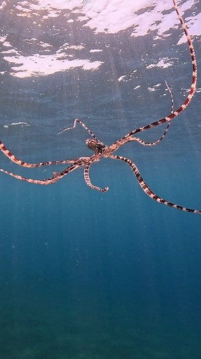 OCTO-MOMENTS 15 With Divesea ID The incredible Mimic Octopus in full action! 🐙 Nature’s true master of disguise — watch how it transforms before your eyes! 😮 Filmed in Tulamben, Bali, Indonesia 🏝️ Thanks for watching, ocean lovers! 🌊💙 #underwaterlife #travelmemories #naturelovers | Yury Ivanov