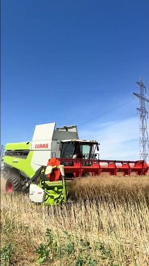 CLAAS LEXION HARVESTING CANOLA AT FULL POWER! 🌾💪